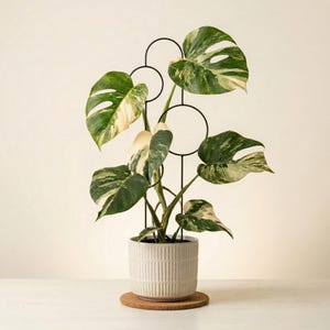 Peut inclure: Une plante Monstera en pot avec des feuilles vertes et crème panachées, soutenue par un treillis en métal noir. La plante est dans un pot en céramique blanc sur un dessous de verre en liège. Le fond est de couleur crème neutre.