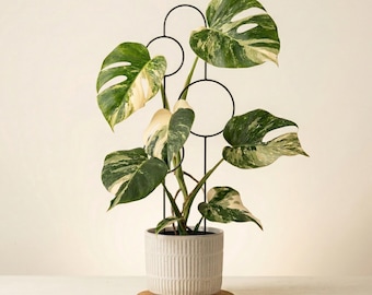 Suporte para plantas trepadeiras Bubbles | 70cm | Preto | Escada para flores | Suporte para Monstera | Acessórios para plantas