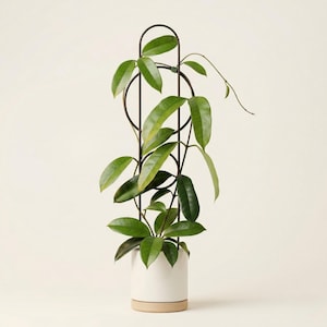 Round Me Up krukväxtstöd | 50 cm | Svart | Blomstege | Epipremnum-stöd | Växttillbehör