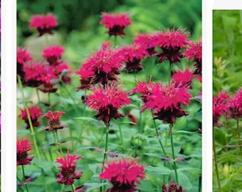 Kup jeden, a drugi dostaniesz gratis Monarda / Melisa pszczela / Rozmiar: 1 gal.