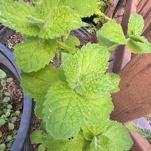 May include: Close-up of a vibrant green mint plant with textured leaves. The plant is in a black pot, with other plants and wooden structures in the background. The leaves have a slightly fuzzy texture.