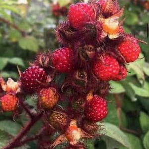 May include: Close-up of a cluster of bright red berries with a fuzzy texture, growing on a thorny stem. The berries are round and covered in tiny bumps. Some berries are still green or orange. Green leaves are in the background.