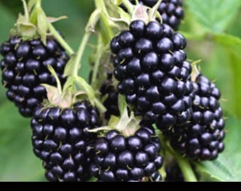 BLACKBERRY BOGO SALE - Thornless Triple Crown  Organically Grown !