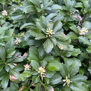 Pachysandra Plant BOGO SALE: Evergreen Ground Cover ! Well Established Plants With Well Established Root Systems . These Are NOT Cuttings !