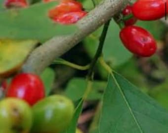 Northern Spicebush - Buy One Get One Free - 1gal cultivated plants Provides vital early-spring nectar - NATIVE & ORGANICALLY GROWN
