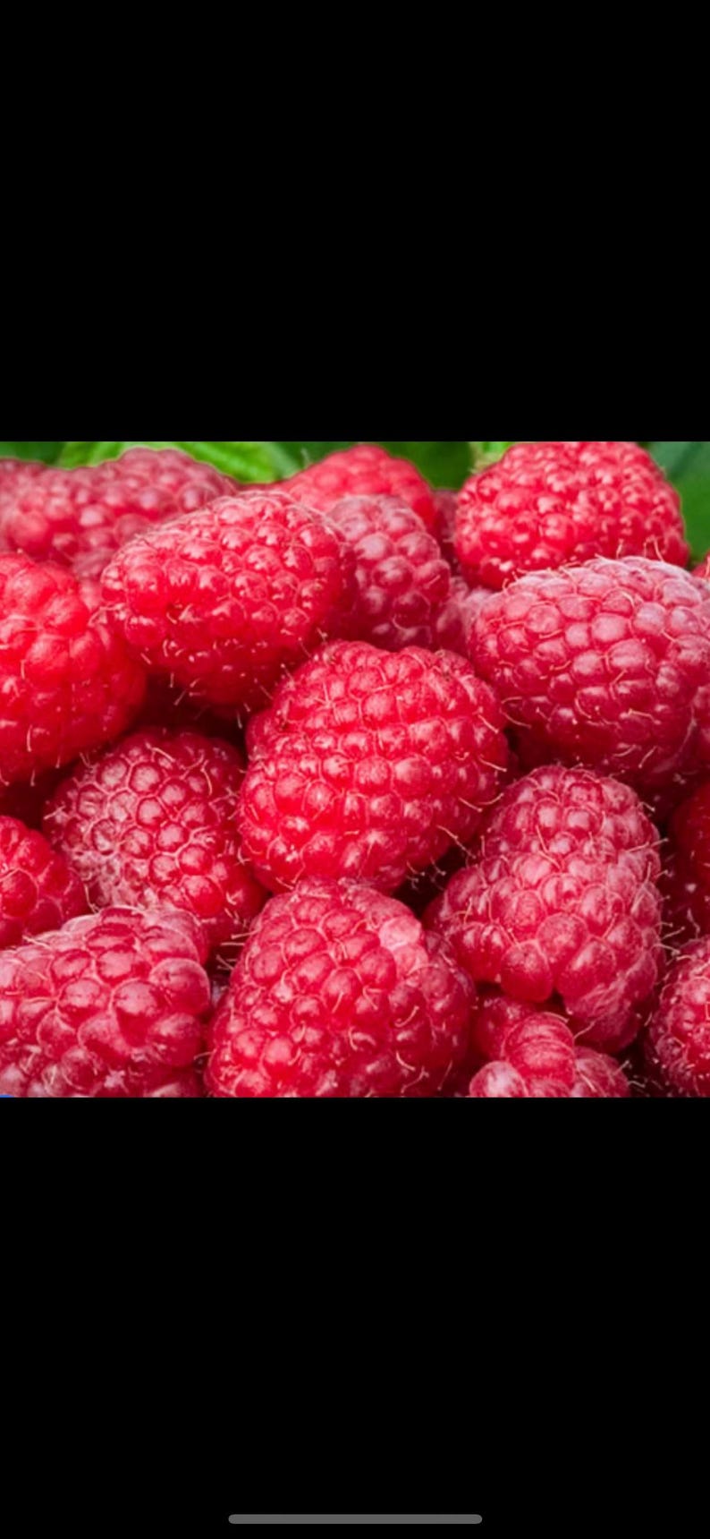 Sweet Raspberry Color Raspberry SALE ! Buy One Get One FREE ! ! ! Everbearing Jumbo Variety ...