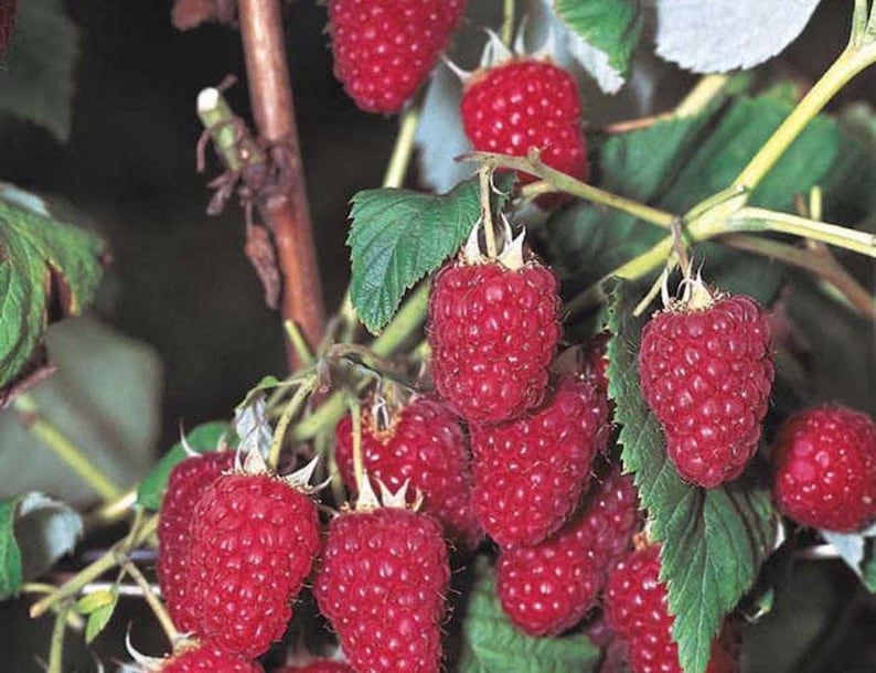 Pink Raspeberries Raspberry SALE ! Buy One Get One FREE ! ! ! Everbearing Jumbo Variety ...