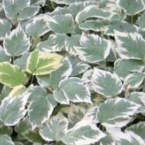 May include: A close-up view of a lush ground cover plant with green leaves edged in white. The leaves have a heart shape and are densely packed together, creating a textured surface. Some leaves have a yellow-green hue.
