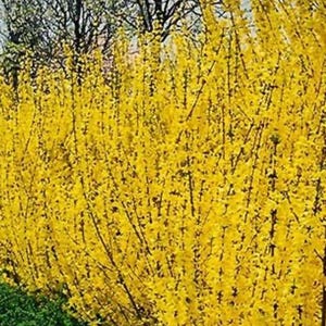 May include: A hedge of bright yellow Forsythia bushes in full bloom. The flowers are densely packed on the branches, creating a vibrant wall of color.