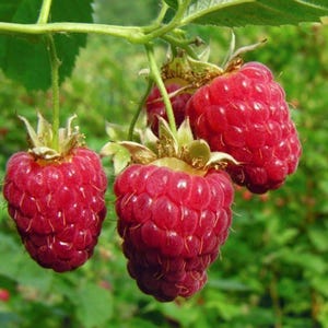 May include: Three ripe red raspberries hanging from a green stem. The raspberries are plump and juicy, with a glossy finish.