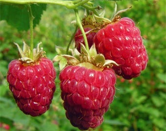 May include: Three ripe red raspberries hanging from a green stem. The raspberries are plump and juicy, with a glossy finish.