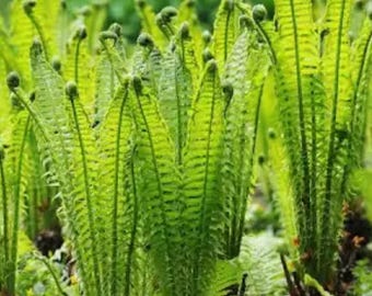 May include: A close-up of a patch of green ferns with curled fronds. The ferns are growing in a garden setting.
