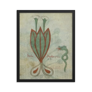 May include: A vintage illustration of a green plant with white flowers and a green dragon. The text "Herba Capillus.72." is written below the plant.