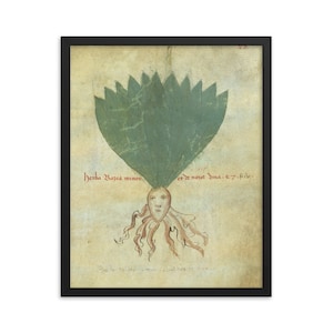 May include: An antique illustration of a plant with a human-like face and a leafy crown. The text reads "herba Bazea minor et de noue dna. e.7. f.pr."