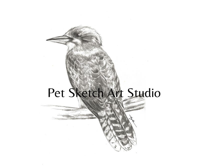 Pet Portrait Pencil Drawing, Graphite Pencil, Colored Pencil