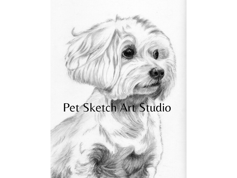 Pet Portrait Pencil Drawing, Graphite Pencil, Colored Pencil