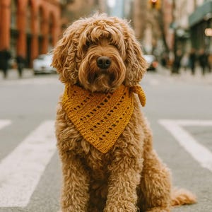 May include: A golden doodle dog sits on a crosswalk, wearing a mustard yellow crocheted bandana. The dog has curly, light brown fur and a dark brown nose. The background shows a city street with buildings.