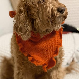 May include: A fluffy, light brown dog wearing an orange knitted bandana with a ruffled edge. The dog is sitting and looking to the side. The bandana is a vibrant orange color, contrasting with the dog's fur.