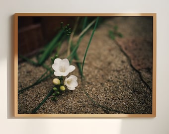 Flower Photograph | Elegant Floral Art Print (Digital Download)