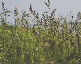 fall grass