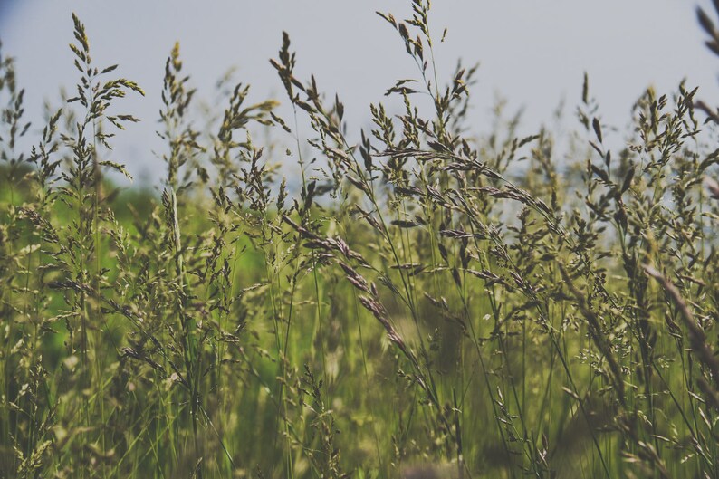 May include: A close-up of a field of tall green grass with brown seed heads. The grass is blowing in the wind, creating a soft, blurred effect.