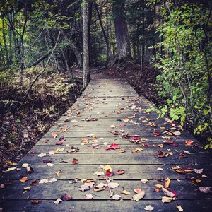 fall bridge