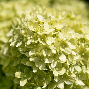 limelight hydrangea