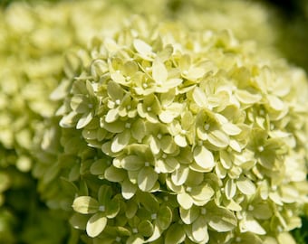 limelight hydrangea