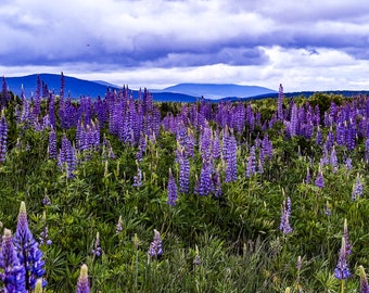 Lupin field