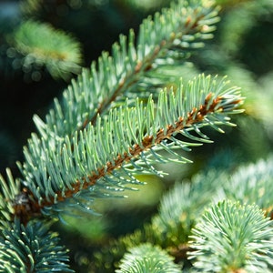 evergreen tree