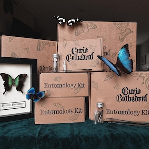 May include: A display of entomology kits, featuring framed butterflies, boxes labelled "Curio Cathedral" and "Entomology Kit," and loose butterflies. The framed butterfly is labelled "Papilio Peranthus." The boxes are brown with butterfly illustrations.