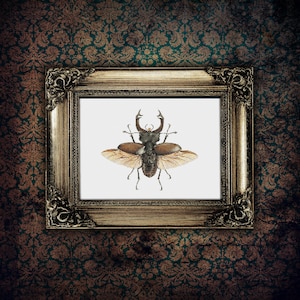 Stag Beetle - Vintage Print - PDF cross stitch pattern - INSTANT DOWNLOAD