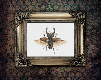 Stag Beetle - Vintage Print - PDF cross stitch pattern - INSTANT DOWNLOAD