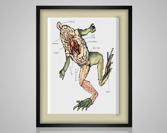 Frog Dissection - pdf cross stitch pattern - school science experiment nature anatamy   INSTANT DOWNLOAD