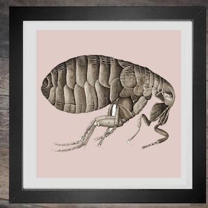 May include: A detailed illustration of a flea, a small, wingless insect that is a common parasite of mammals and birds. The flea is depicted in a side profile, with its body segmented and its legs long and slender. The illustration is done in shades of brown and black, and it is set against a pale pink background.