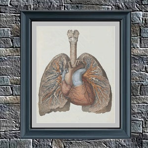 Anatomical Lungs and Heart - background and non - PDF cross stitch pattern - INSTANT DOWNLOAD