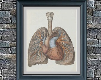 Anatomical Lungs and Heart - background and non - PDF cross stitch pattern - INSTANT DOWNLOAD