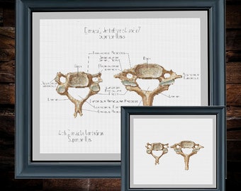 Vertebrae 4 and 7th cervical - labeled and non - PDF cross stitch pattern - INSTANT DOWNLOAD