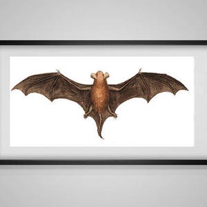 Könnte beinhalten: Eine braune Fledermaus mit großen Flügeln, die sich vor einem weißen Hintergrund ausbreiten. Die Fledermaus hat einen hellbraunen Körper und ein dunkelbraunes Gesicht.
