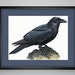 see more listings in the animals,nature,landscape section