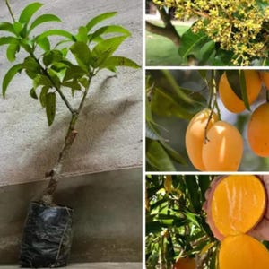 Könnte beinhalten: Junger Mangobaum in einem schwarzen Plastiktopf, mit grünen Blättern und braunem Stamm. Zusätzliche Bilder zeigen Mangoblüten, reife Mangos am Baum und eine aufgeschnittene Mango, die ihr orangefarbenes Fruchtfleisch zeigt. Der Baum ist bereit zum Pflanzen.