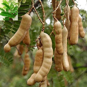 Könnte beinhalten: Nahaufnahme von Tamarindenhülsen, die an einem Ast hängen. Die Hülsen sind braun und länglich, mit einer leicht gebogenen Form. Der Hintergrund ist verschwommen und zeigt grünes Laub. Ein kleiner Zweig Tamarindenblätter befindet sich in der oberen linken Ecke.