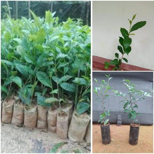 2 live little tea plants Camellia sinensis Ceylon (Asia) Green Tea Plants No pot