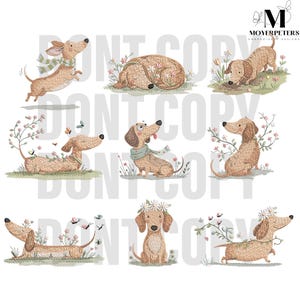 Regalo Bassotto da Volontario a Bassotto pedigree Disponibile splendida femmina e maschio di razza Bassotto femmina toy misurazione