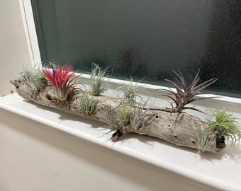 Arte con madera a la deriva y plantas aéreas vivas.
