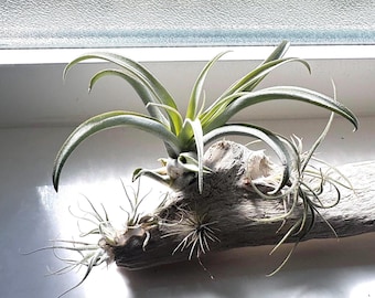 Drijfhoutkunst met levende luchtplanten