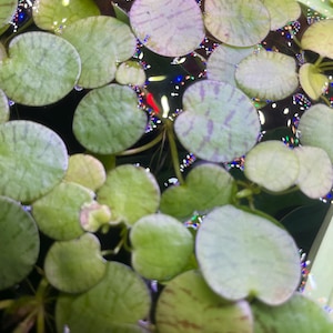 Seltener Tigerstreifen-Froschbiss (Wasserpflanzenfrei)| aquatische Schwimmpflanze | Süßwasserteich und Aquarienpflanze | Aquarium| Pflanzen| Süßwasser|