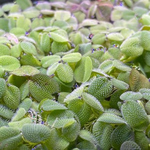 Experiences with duckweed in freshwater aquariums