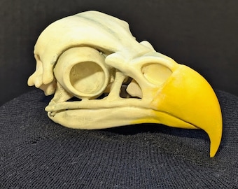 Handmade Bald Eagle Skull Replica – 1:1 Scale Falconry Decor