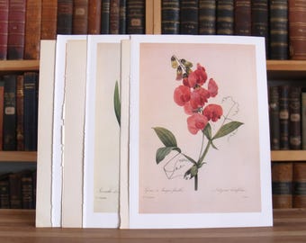 Collectie van zes prenten en illustraties met roze bloemen uit afgedankte antieke en vintage boeken - gratis verzending in de VS